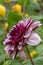 Garden Dahlia Creme de Cassis waterlily-shaped lavender flower